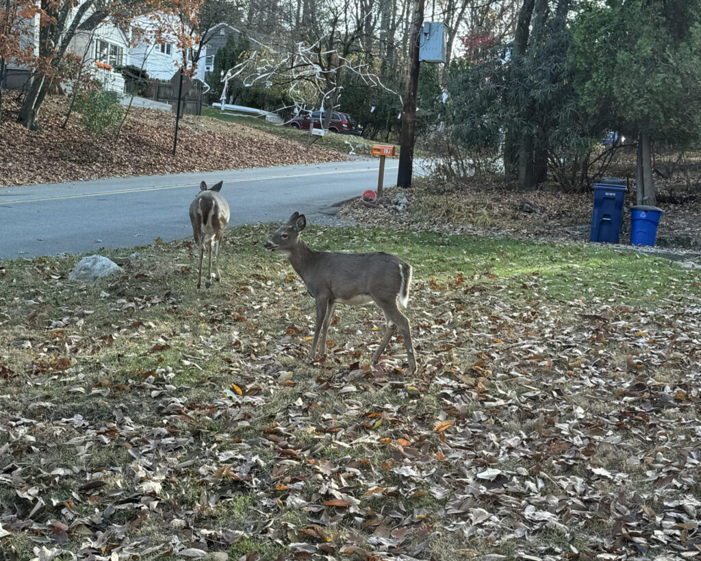 Deer Prevention | Jersey Worms Landscaping