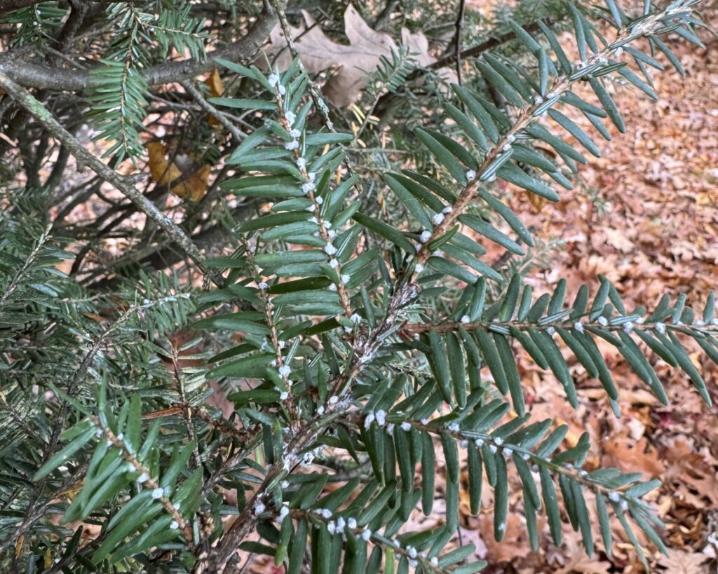 Hemlock Woolly Adelgid | Inspection by Jersey Worms Landscaping